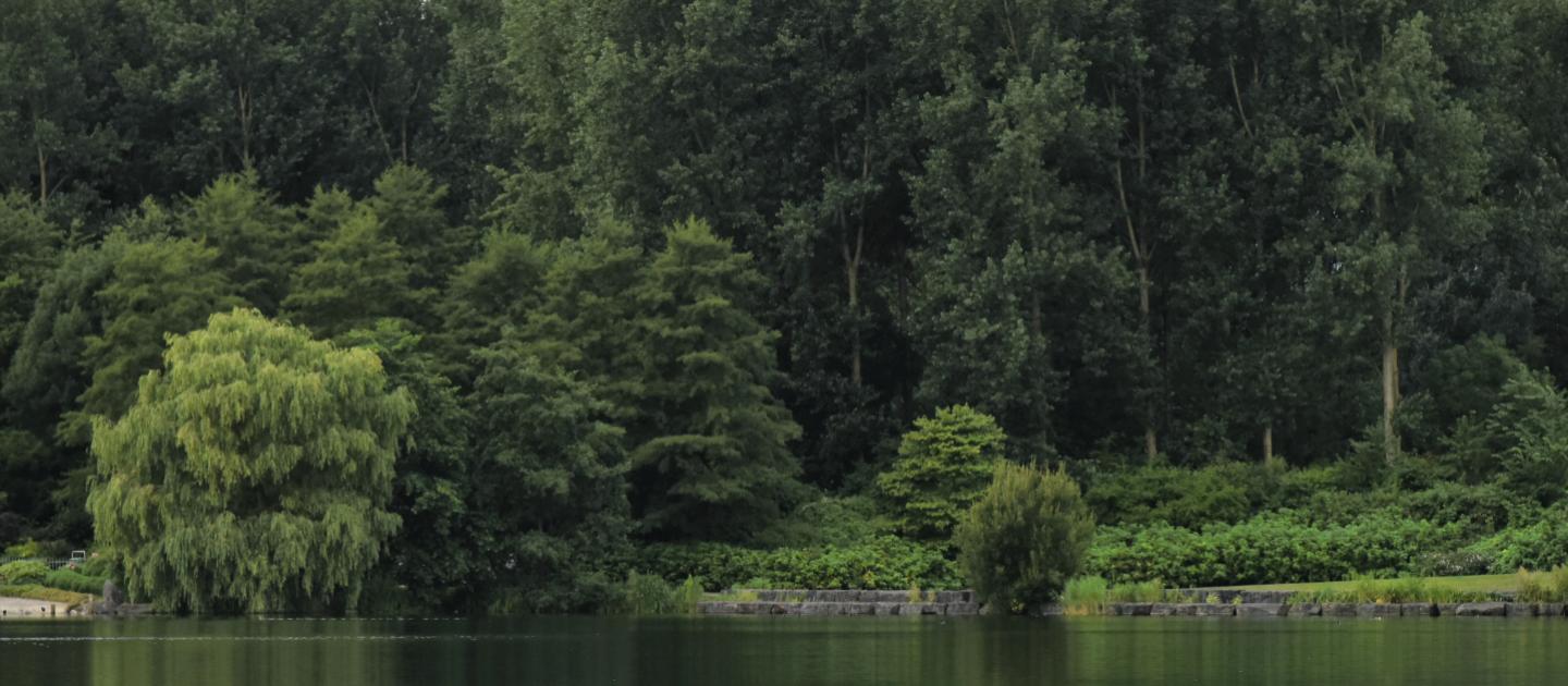 Haarlemmermeerse bos