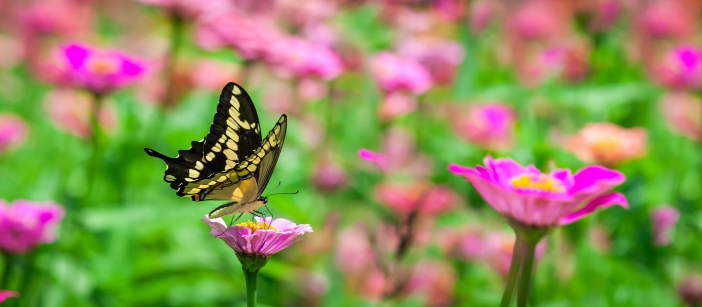 Vlinder- en insectenpad