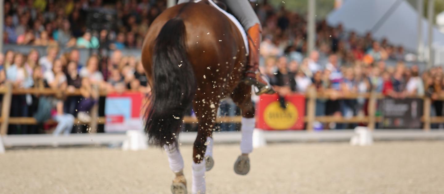 De achterkant van een paard op het Horse Event